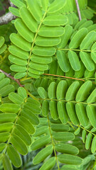 Mimosa pudica leaf closed up, green leaf grown, the sensitive compound leaves quickly fold inward and droop when touched
