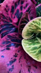 Croton plants with purple and green colors, ornamental plants for homes or cafes growing on the ground
