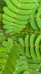 Mimosa pudica leaf closed up, green leaf grown, the sensitive compound leaves quickly fold inward and droop when touched
