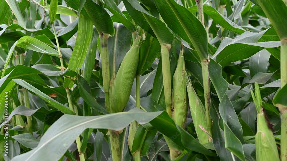 Wall mural Close up of corn cobs growing on stalks in a green field, Cob of corn growing in corn field