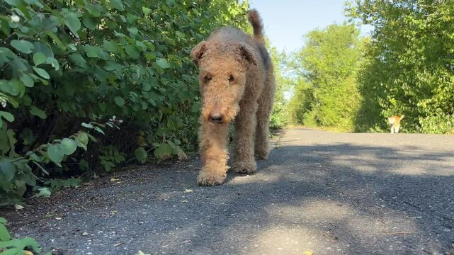 Airedale Terrier Walking Outdoors along Green Bush. Domestic Animal with Cat Outside.