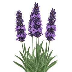 Obraz premium Purple Wildflowers in Nature, Lavender flowers in bloom, lavender flowers with green stems, realistic lavender flowers illustration, Herbal Lavender Botanical, Aromatherapy Floral Plants