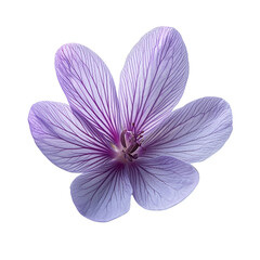 Fototapeta premium A beautiful close-up of a single purple orchid flower isolated on a white background, showcasing its delicate petals and vibrant colors