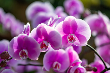 Colorful pink Phalaenopsis flowering moth orchid plant from local garden center nursery full of summer plant for weekend gardening and outdoor hobby concept