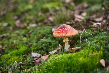 Grzyby, muchomor czerwony gatunek grzybów należący do rodziny muchomorowa tych, trujący