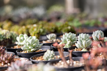 Collection of healthy decorative succulent top view inside greenhouse garden for limited space urban gardening design garden