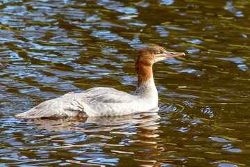 A wild diving duck swims in the river water, a common fusion.