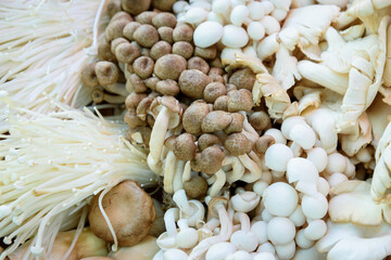 the different type of mushrooms © Latthaphon