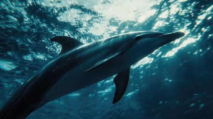 Graceful Dolphin Swimming in Clear Blue Ocean