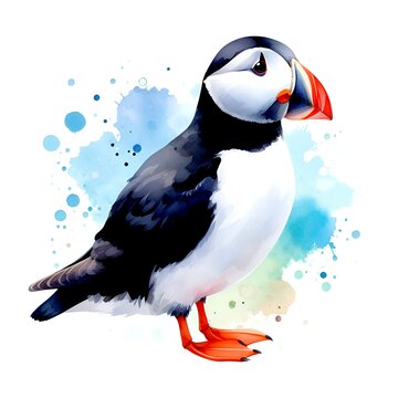 recommend clip art: puffin bird 