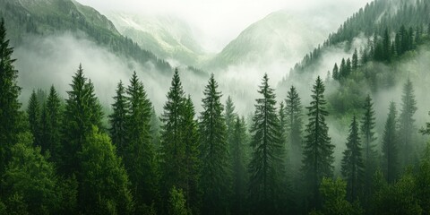 Fototapeta premium A serene misty morning unfolds over lush emerald forests and mountains