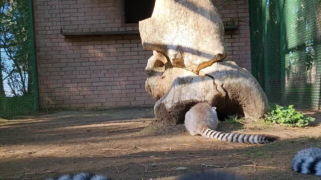 Lemur catta walks in an enclosure in natural conditions