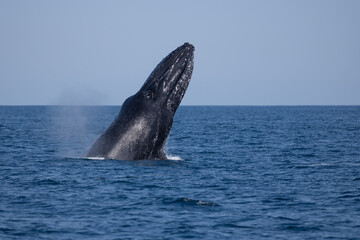 Madagascar humpback whale 