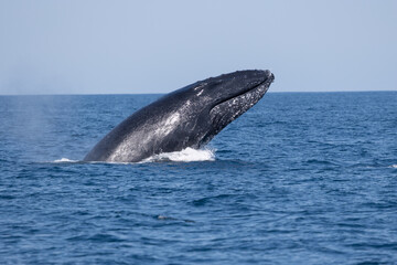 Fototapeta premium Madagascar humpback whale 