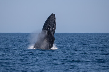 Fototapeta premium Madagascar humpback whale 