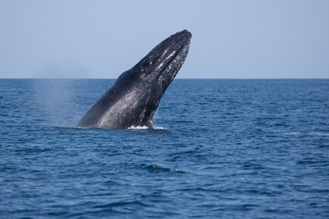 Fototapeta premium Madagascar humpback whale 
