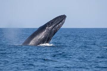 Madagascar humpback whale 