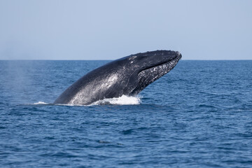 Madagascar humpback whale 