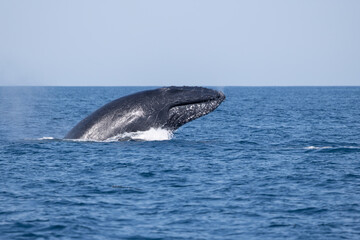 Madagascar humpback whale 