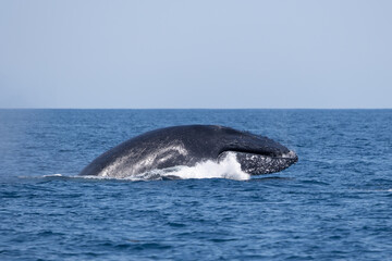 Fototapeta premium Madagascar humpback whale 