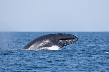 Naklejka premium Madagascar humpback whales 