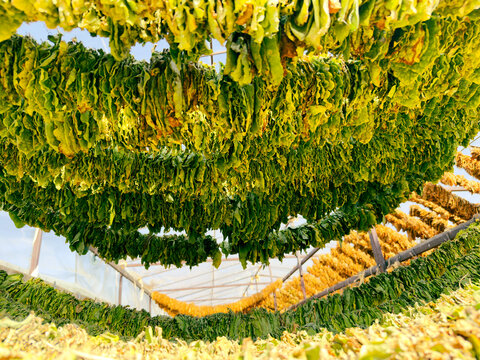 Brightly colored herbs are suspended from racks inside a greenhouse, absorbing sunlight as they dry. The atmosphere reflects a bountiful harvest and healthy agricultural practices
