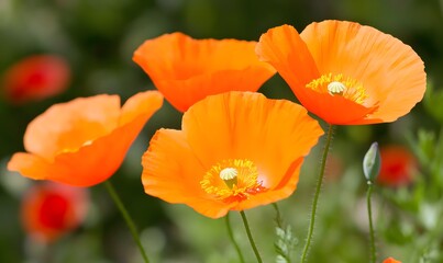 Fototapeta premium closeup of california poppies, Generative AI 
