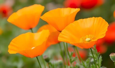 closeup of california poppies, Generative AI 