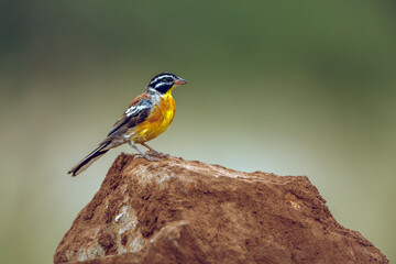African Golden breasted Bunting standing on a rock isolated in natural background in Kruger National park, South Africa ; Specie Fringillaria flaviventris family of Emberizidae