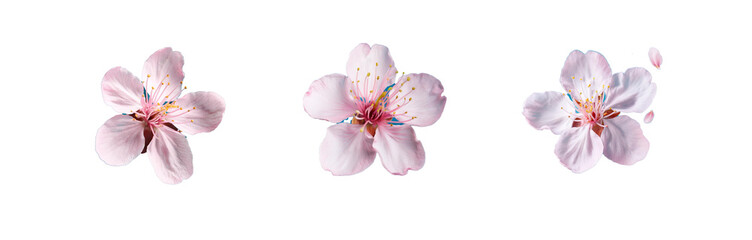 Three close-up images of delicate pink flowers with yellow centers, isolated on a blue background.