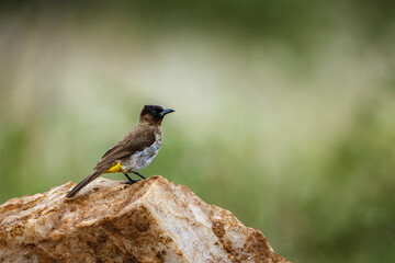 Dark capped Bulbul standiing on a rock isolated in natural background in Kruger National park, South Africa ; Specie Pycnonotus tricolor family of Pycnonotidae