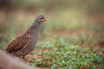 Natal francolin walking on grass  in Kruger National park, South Africa ; Specie Pternistis natalensis family of Phasianidae