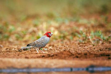 Red headed Finch male standing along waterhole in Kruger park, South Africa; specie Amadina erythrocephala family of Estrildidae