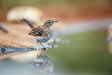Red backed Scrub Robin along waterhole with reflection in Kruger National park, South Africa; specie Cercotrichas leucophrys family of Musicapidae