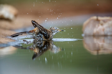 Red backed Scrub Robin bathing in waterhole with reflection in Kruger National park, South Africa;...