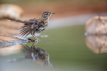 Red backed Scrub Robin bathing in waterhole with reflection in Kruger National park, South Africa; specie Cercotrichas leucophrys family of Musicapidae