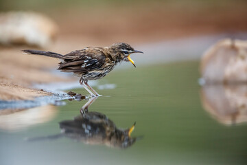 Red backed Scrub Robin bathing in waterhole with reflection in Kruger National park, South Africa; specie Cercotrichas leucophrys family of Musicapidae