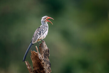 Southern Red billed Hornbill perched on log isolated in natural background in Kruger National park, South Africa ; Specie Tockus rufirostris family of Bucerotidae