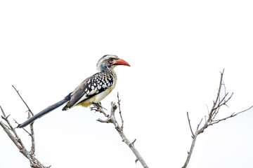 Southern Red billed Hornbill standing on a branch isolated in white background in Kruger National park, South Africa ; Specie Tockus rufirostris family of Bucerotidae