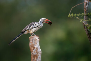 Southern Red billed Hornbill perched on log isolated in natural background in Kruger National park, South Africa ; Specie Tockus rufirostris family of Bucerotidae