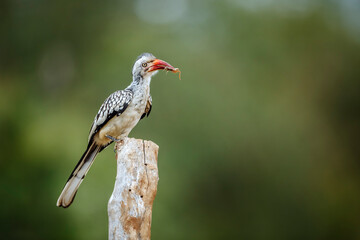 Southern Red billed Hornbill eating a bug isolated in natural background in Kruger National park, South Africa ; Specie Tockus rufirostris family of Bucerotidae