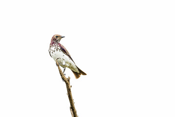 Violet backed starling immatiure isolated in white background in Kruger National park, South Africa ; Specie Cinnyricinclus leucogaster family of Sturnidae