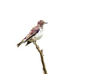 Violet backed starling immatiure isolated in white background in Kruger National park, South Africa ; Specie Cinnyricinclus leucogaster family of Sturnidae