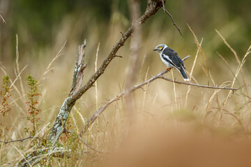 White crested Helmetshrike standing on a branch in Kruger National park, South Africa; Specie Prionops plumatus family of Vangidae
