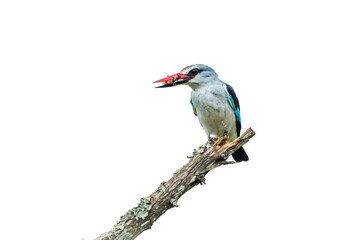 Fototapeta premium Woodland kingfisher eating prey isolated in white background in Kruger National park, South Africa ; specie Halcyon senegalensis family of Alcedinidae