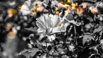 Hibiskus Biene Hibiscus bee © Peter PossArt