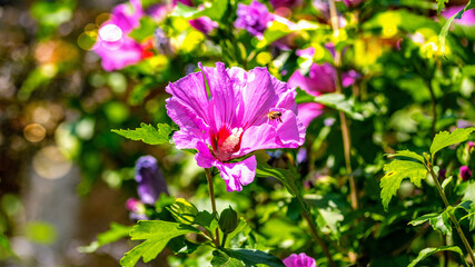 Hibiskus Biene Hibiscus bee © Peter PossArt