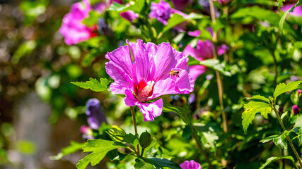 Hibiskus Biene Hibiscus bee © Peter PossArt