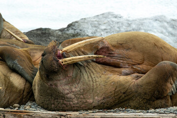 Morse, Odobenus rosmarus, Spitzberg, Svalbard, Norvège