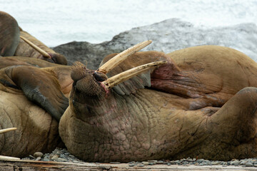 Morse, Odobenus rosmarus, Spitzberg, Svalbard, Norvège
